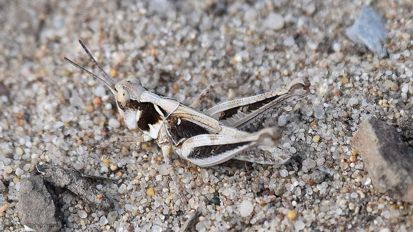 Acrididae sardo