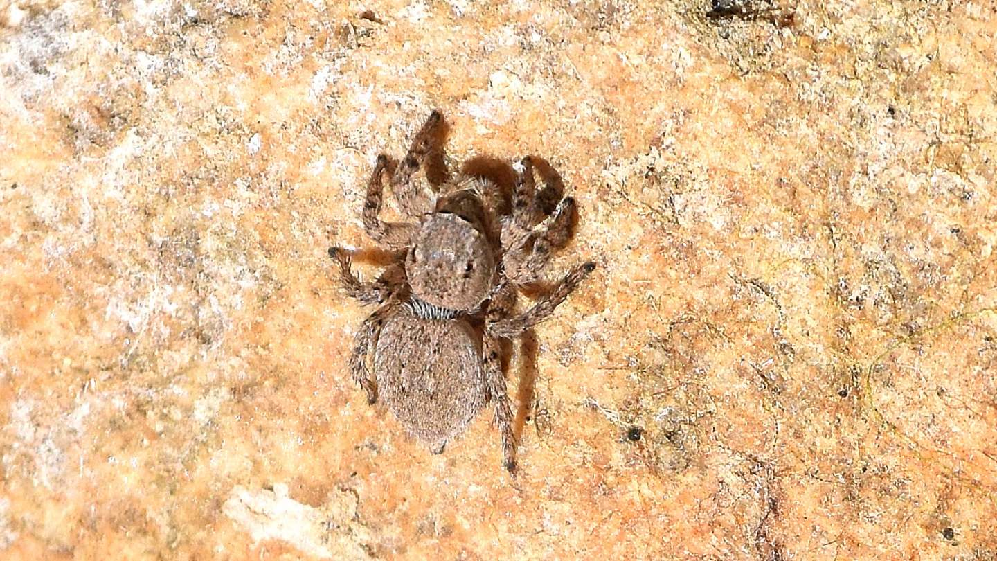 Salticidae sardo: Aelurillus sp.