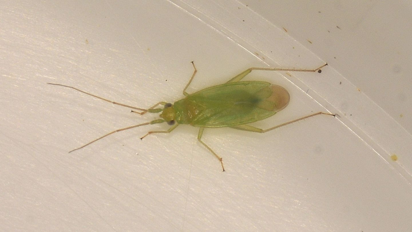 Miridae sardo