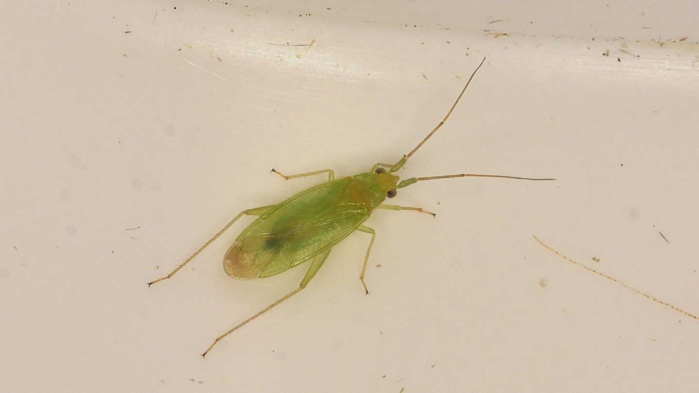 Miridae sardo