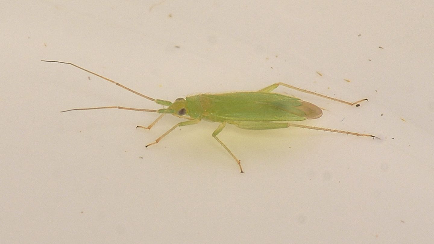 Miridae sardo