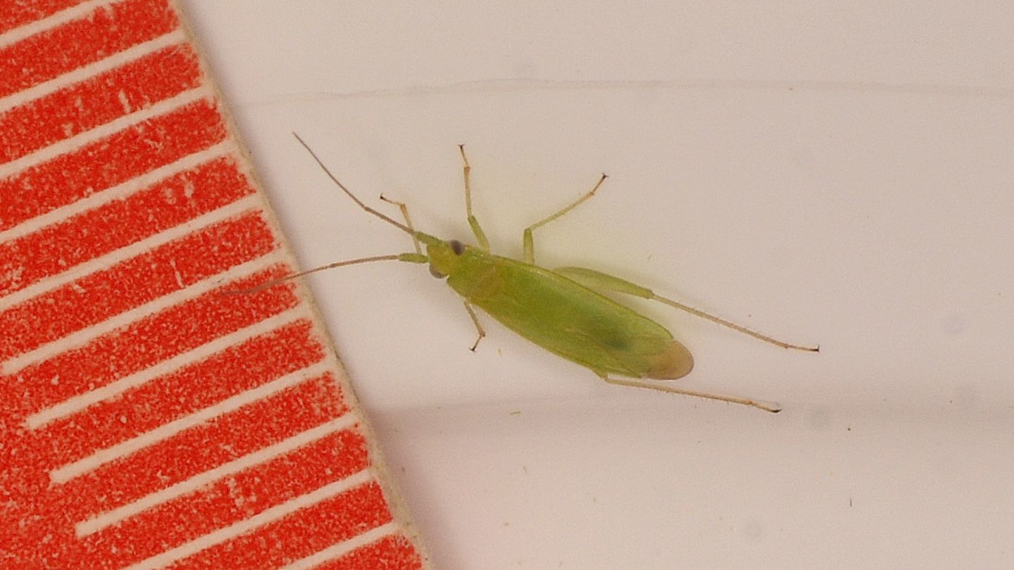 Miridae sardo