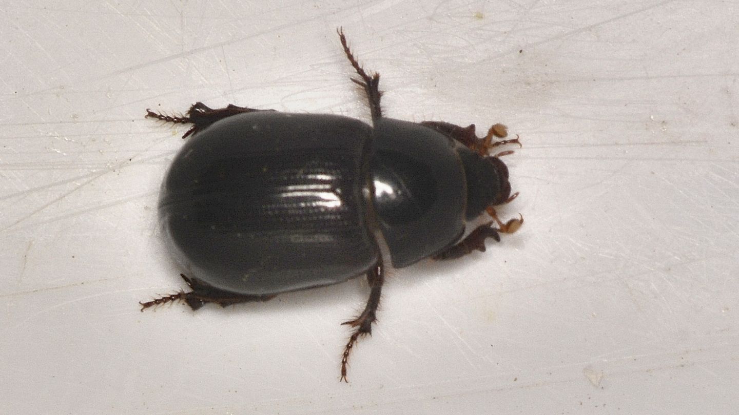 Hybosoridae? S, Hybosorus illigeri