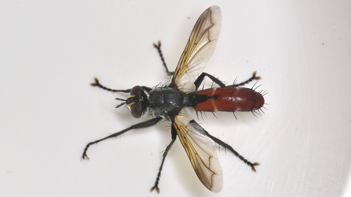 Tachinidae da id