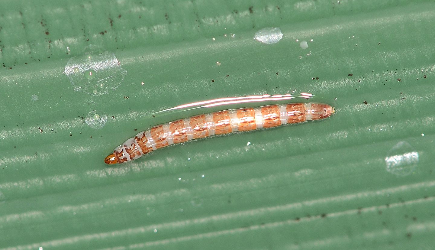 Larva di ?