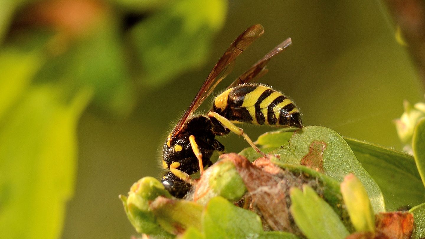 Vespidae