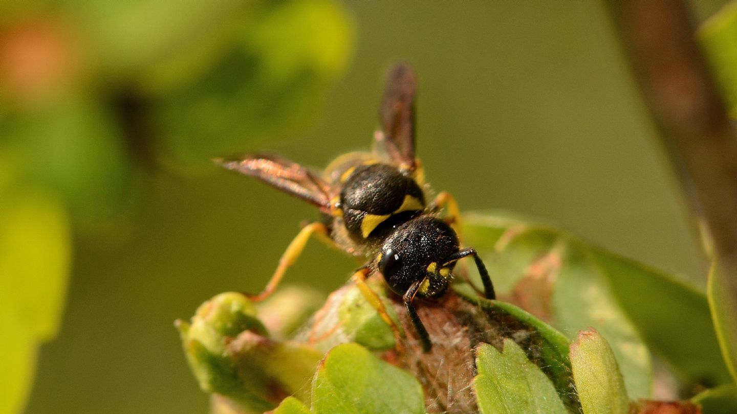 Vespidae