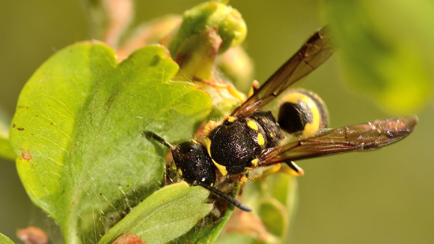 Vespidae