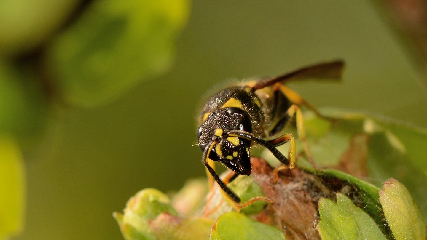 Vespidae