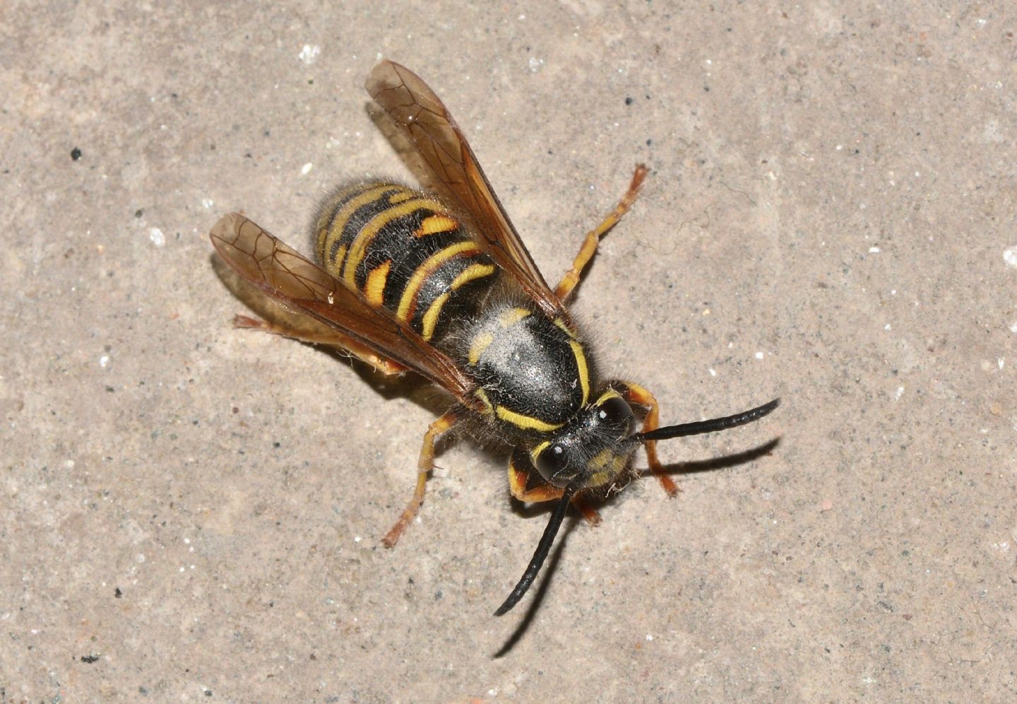 Vespidae: Vespula rufa