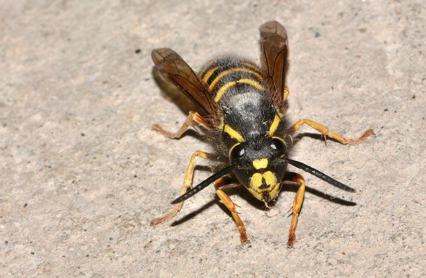 Vespidae: Vespula rufa