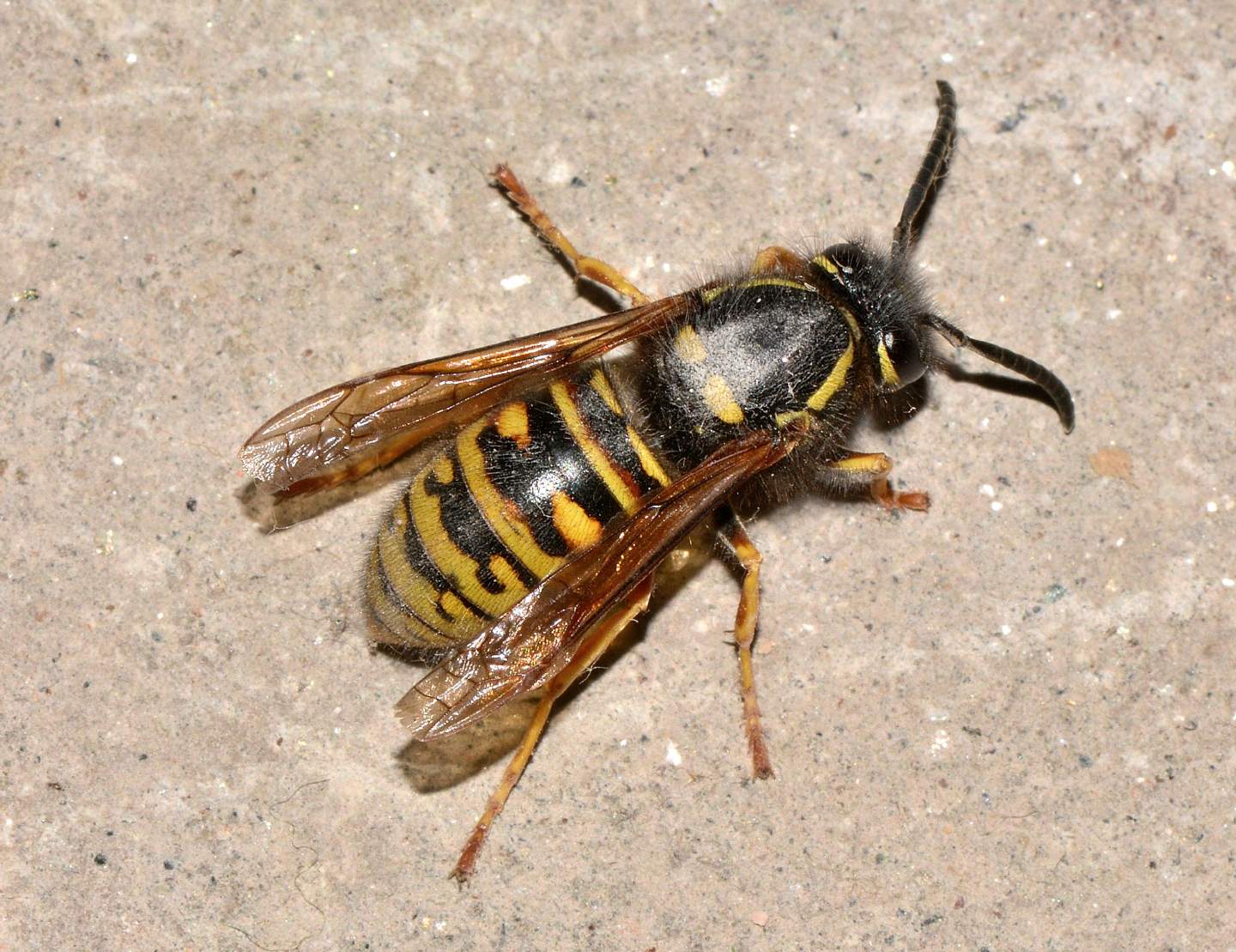 Vespidae: Vespula rufa