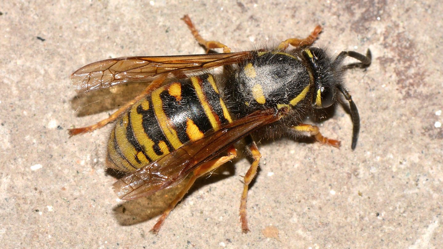 Vespidae: Vespula rufa