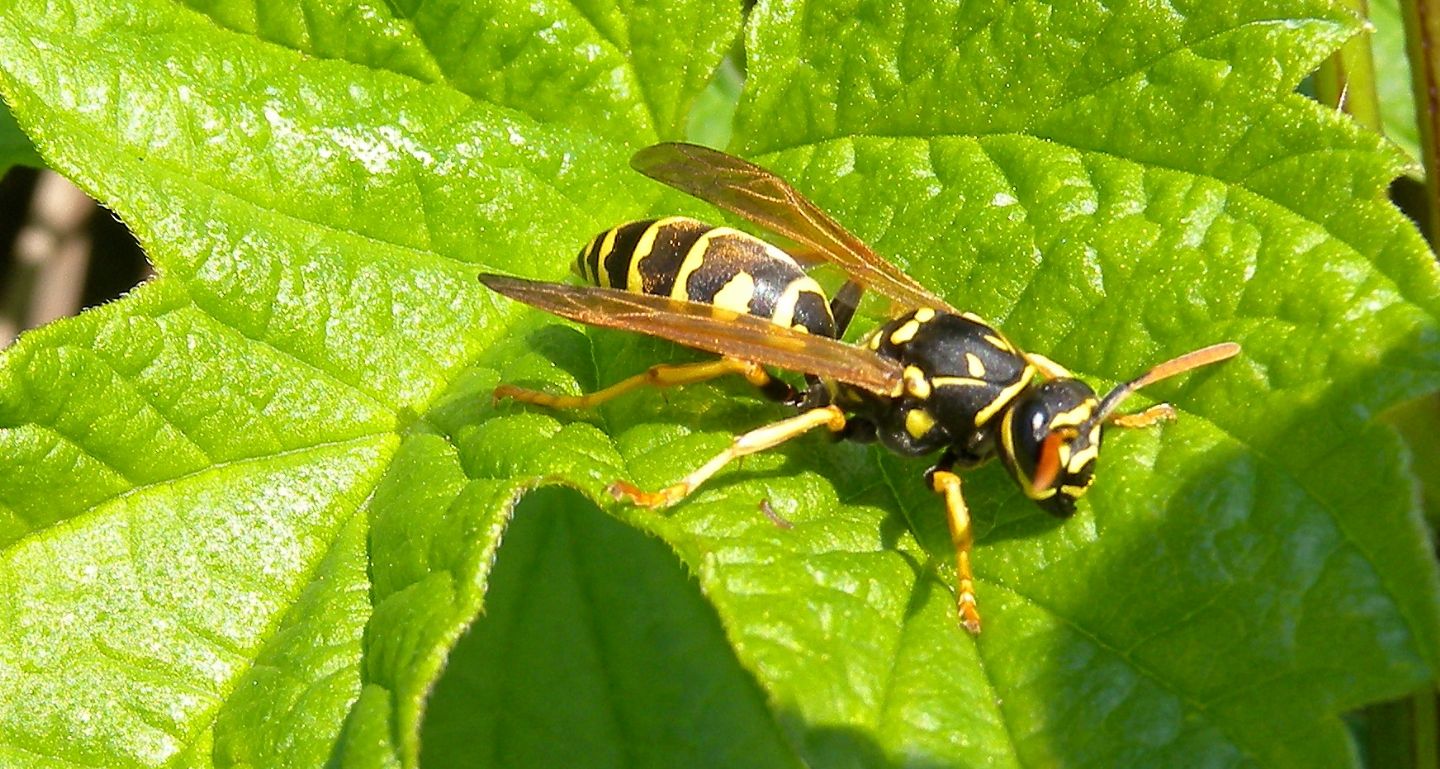 Polistes da id