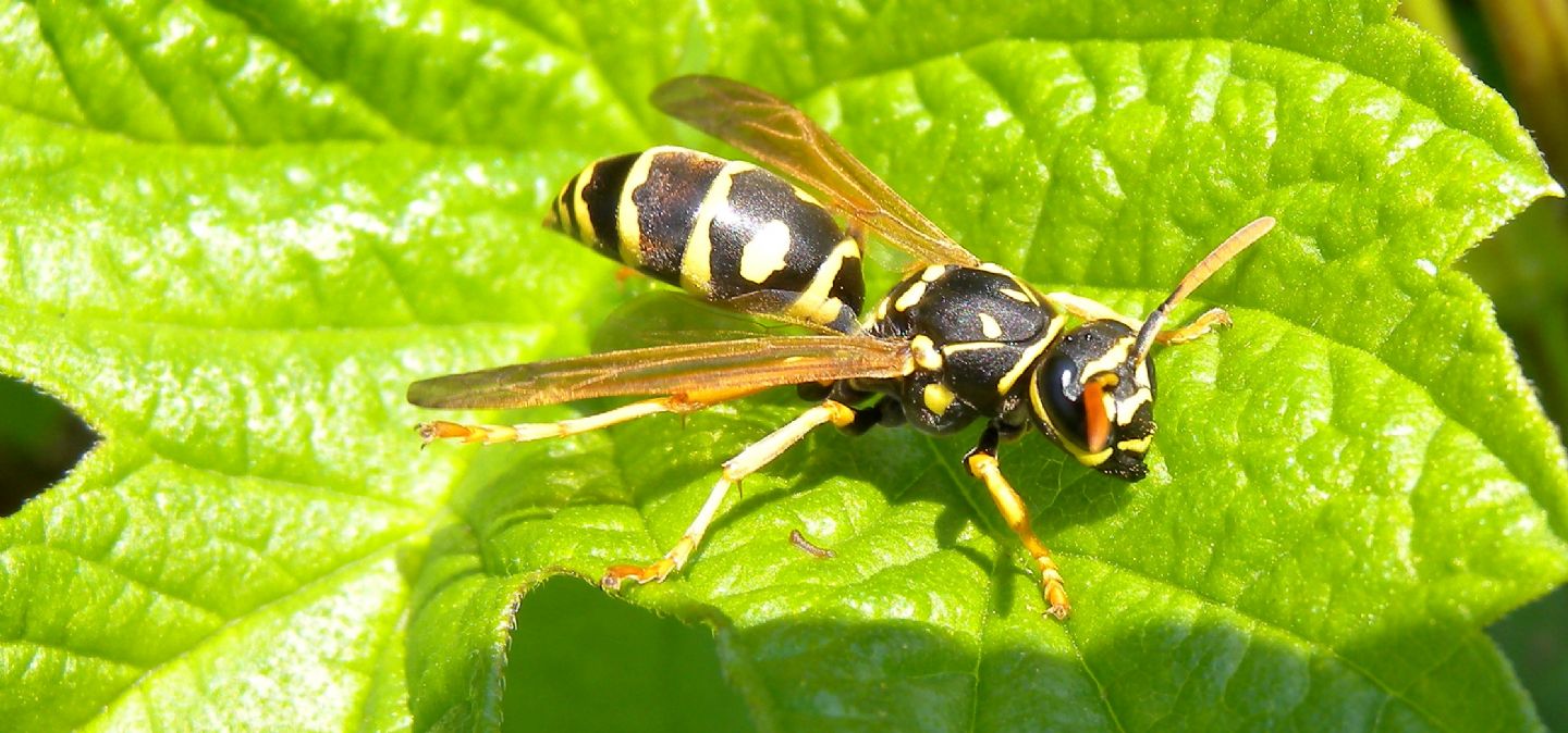 Polistes da id