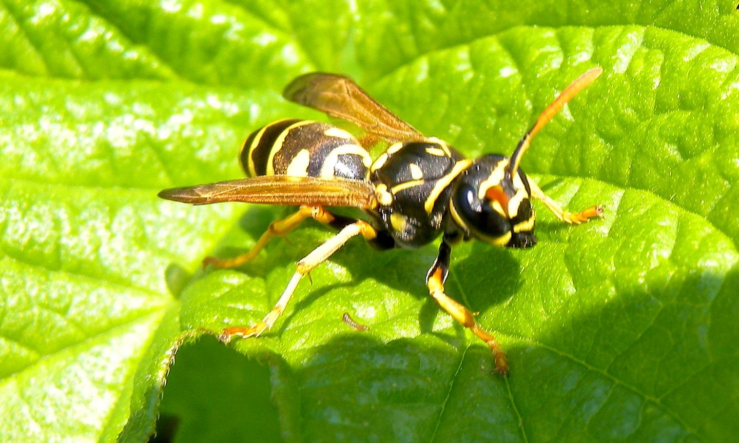 Polistes da id