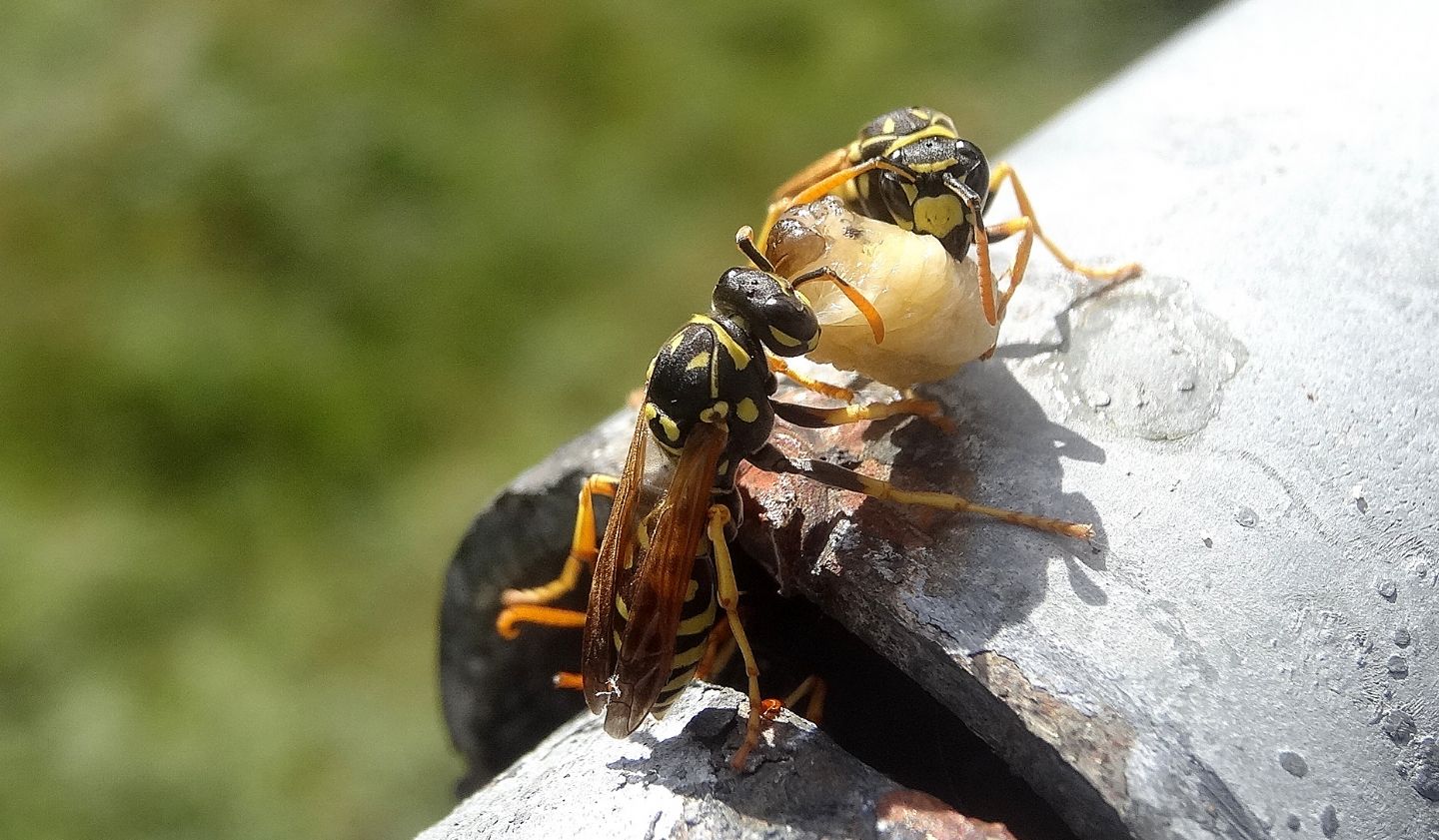 Vespidae: Polistes dominula