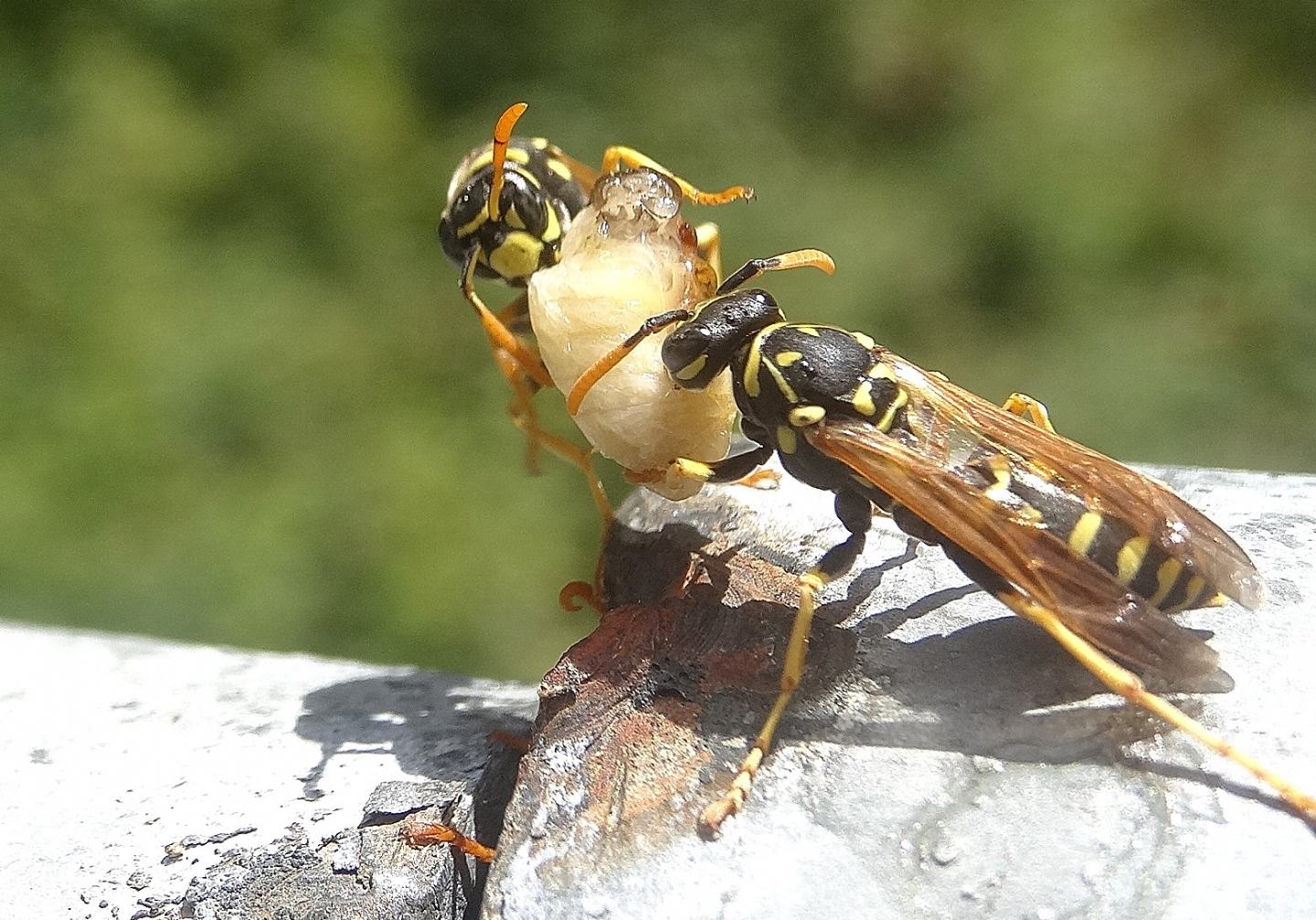 Vespidae: Polistes dominula