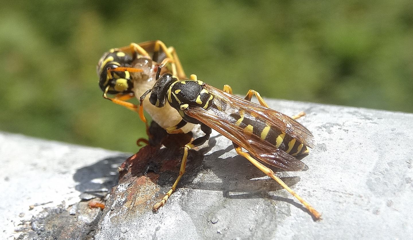 Vespidae: Polistes dominula