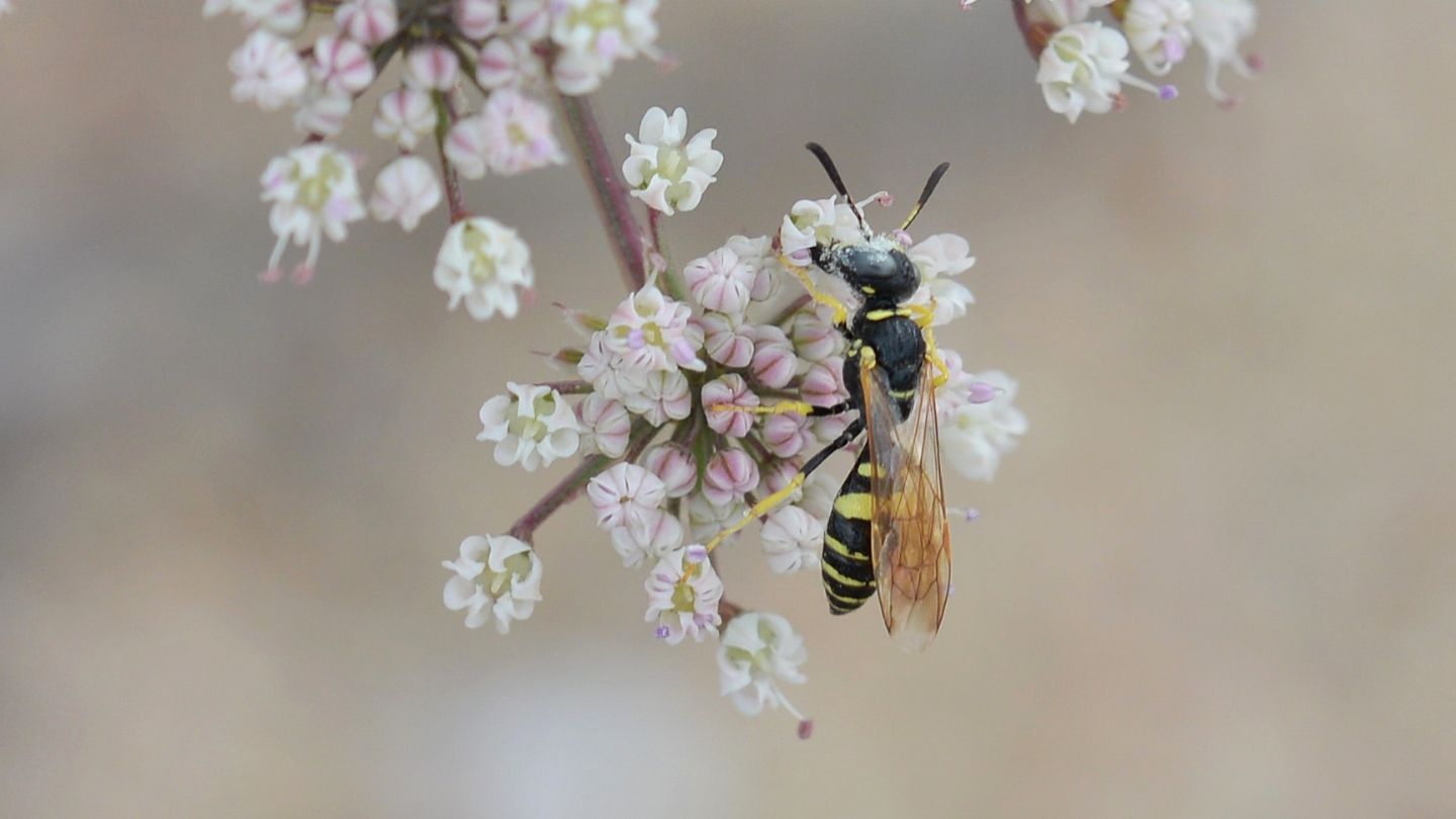 Crabronidae in Sardegna