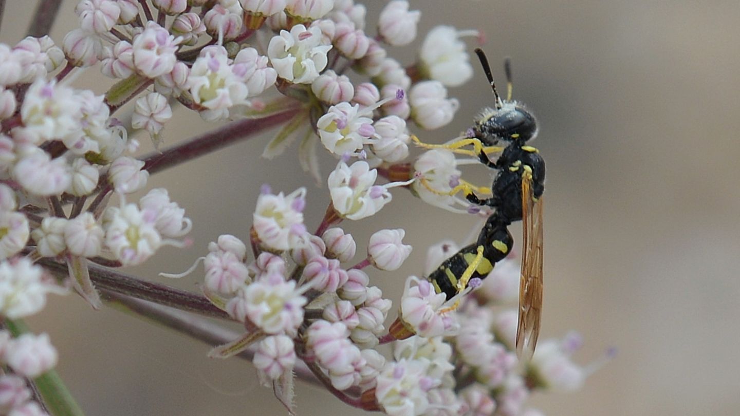 Crabronidae in Sardegna