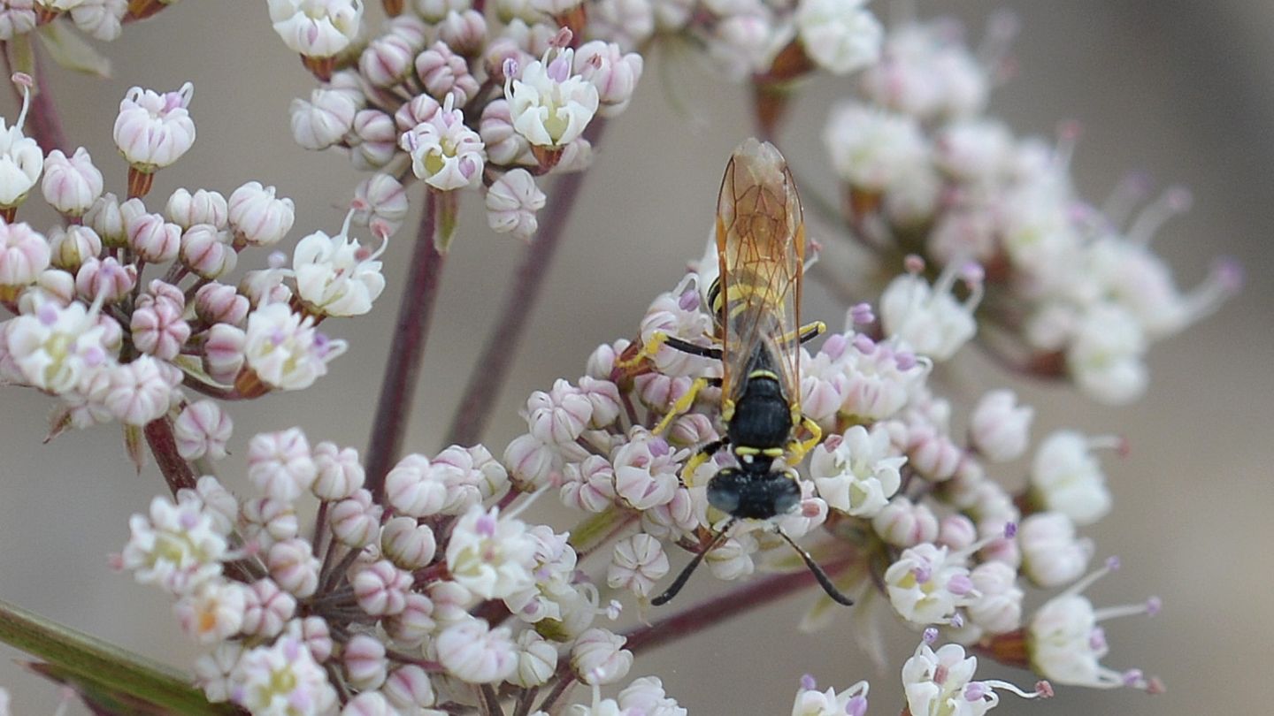 Crabronidae in Sardegna