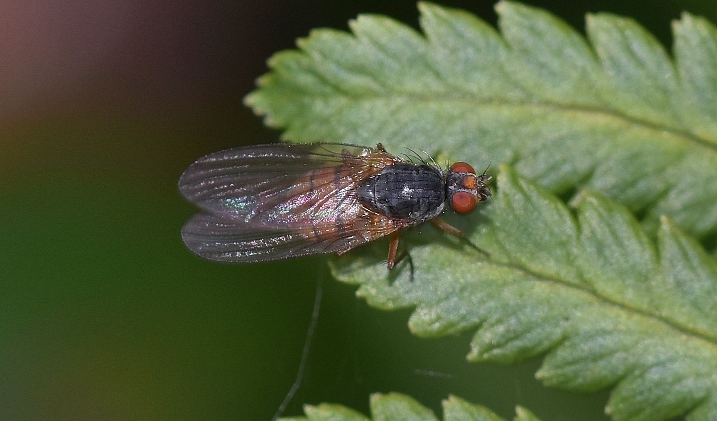 Muscidae ?