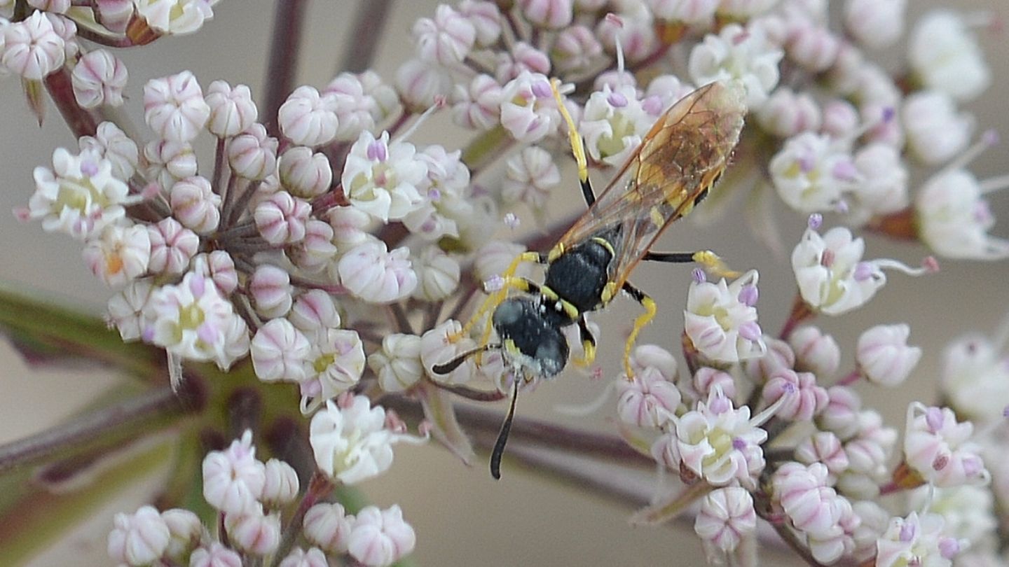 Crabronidae in Sardegna