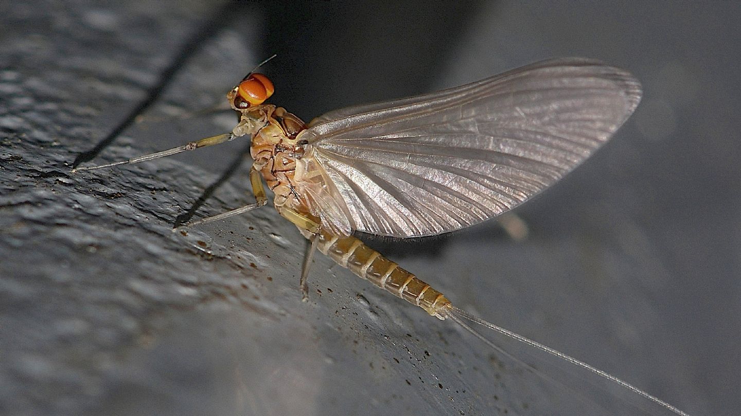 Baetis ? - Baetis sp. subimago maschio