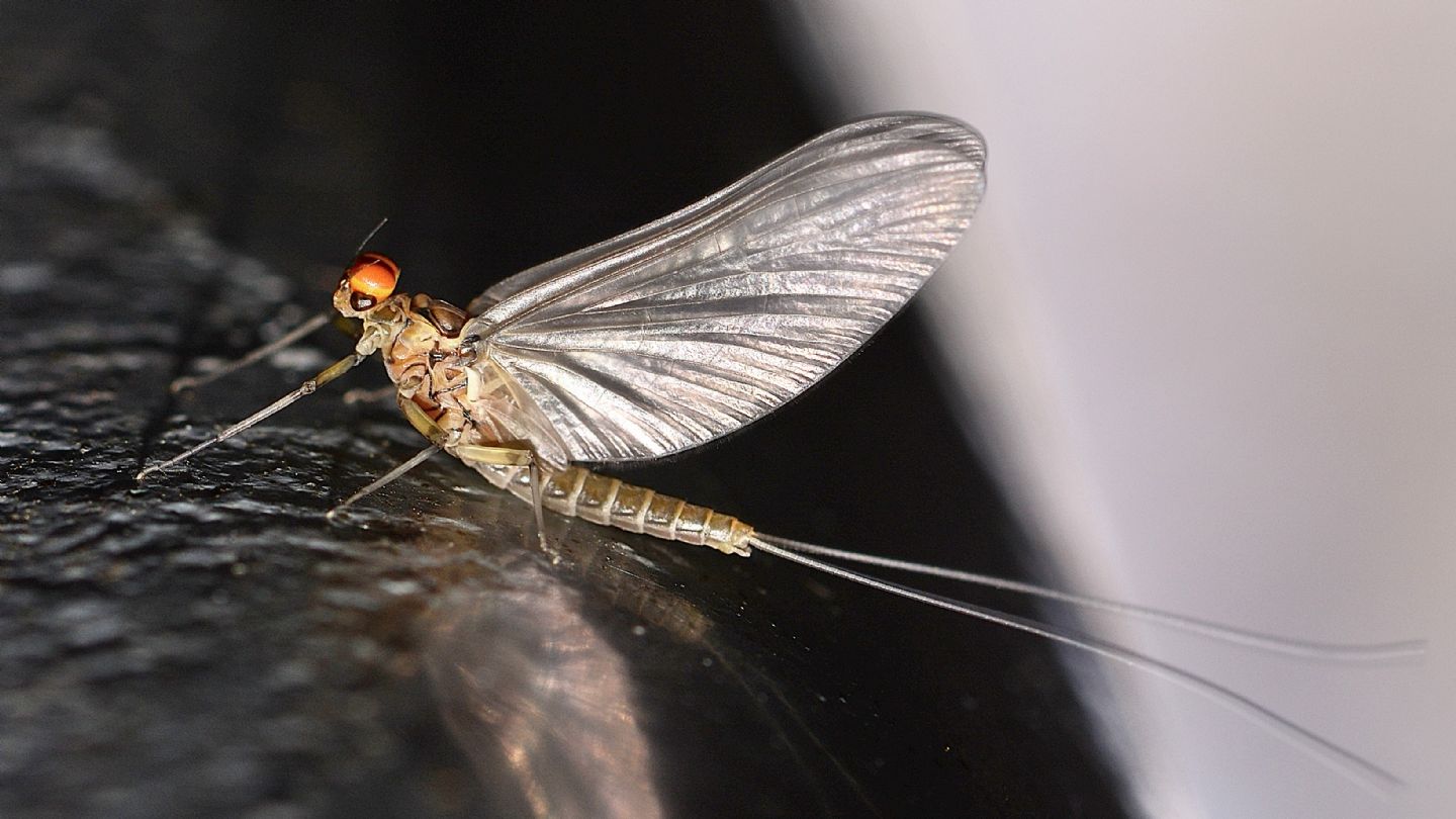 Baetis ? - Baetis sp. subimago maschio