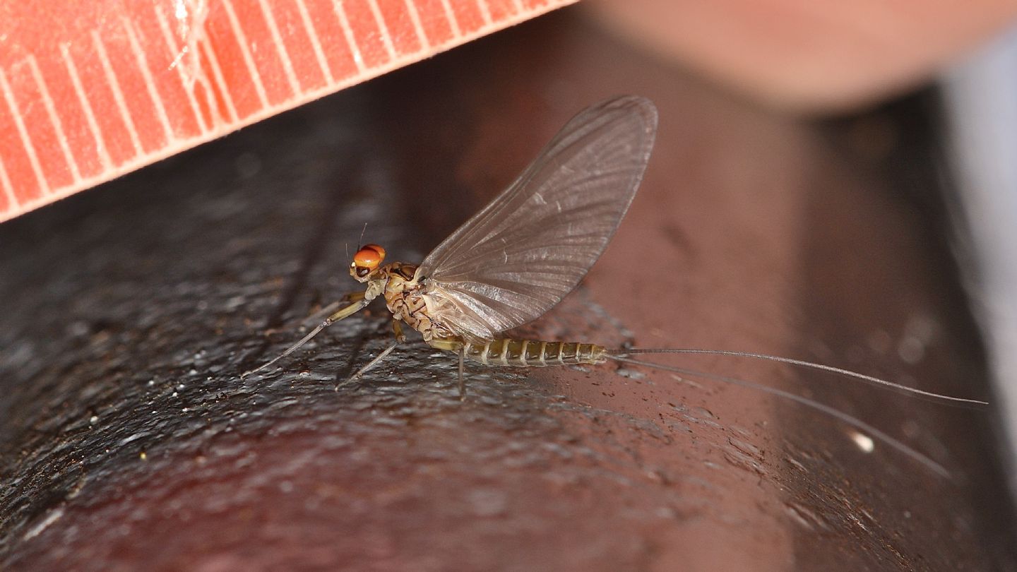 Baetis ? - Baetis sp. subimago maschio