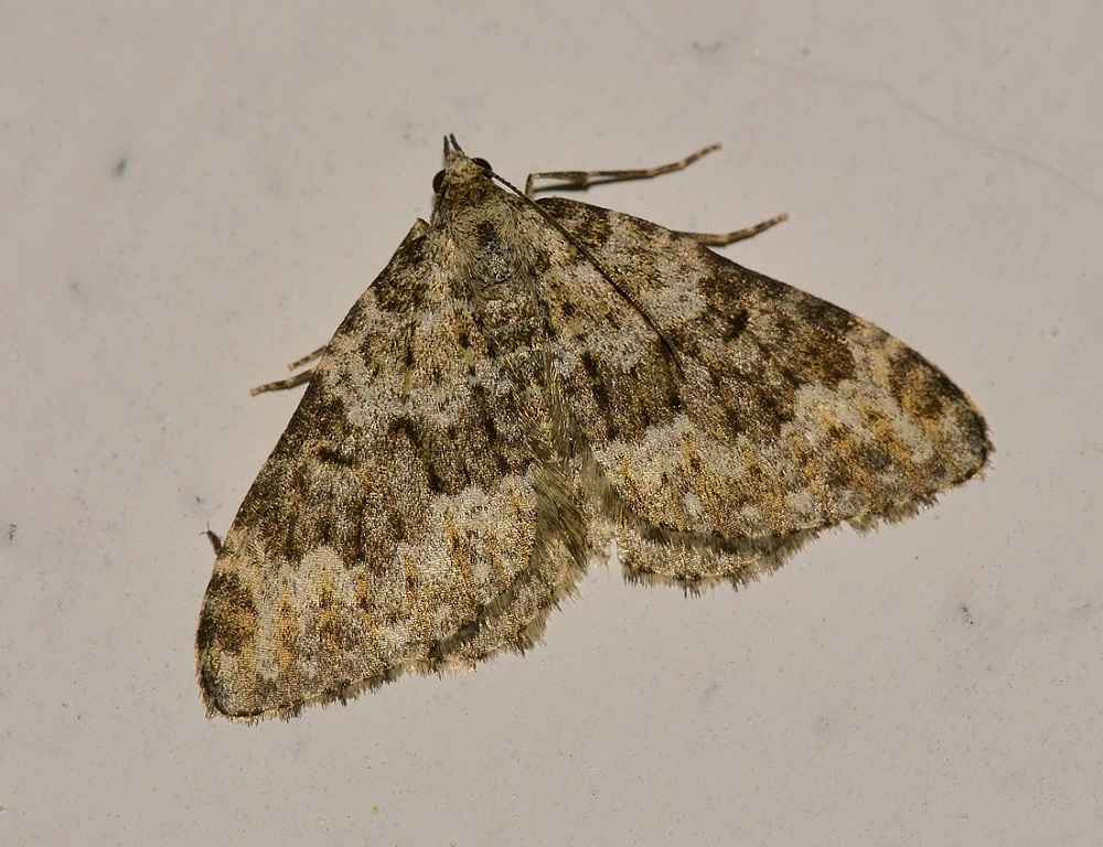 Geometridae da id - Coenotephria sp