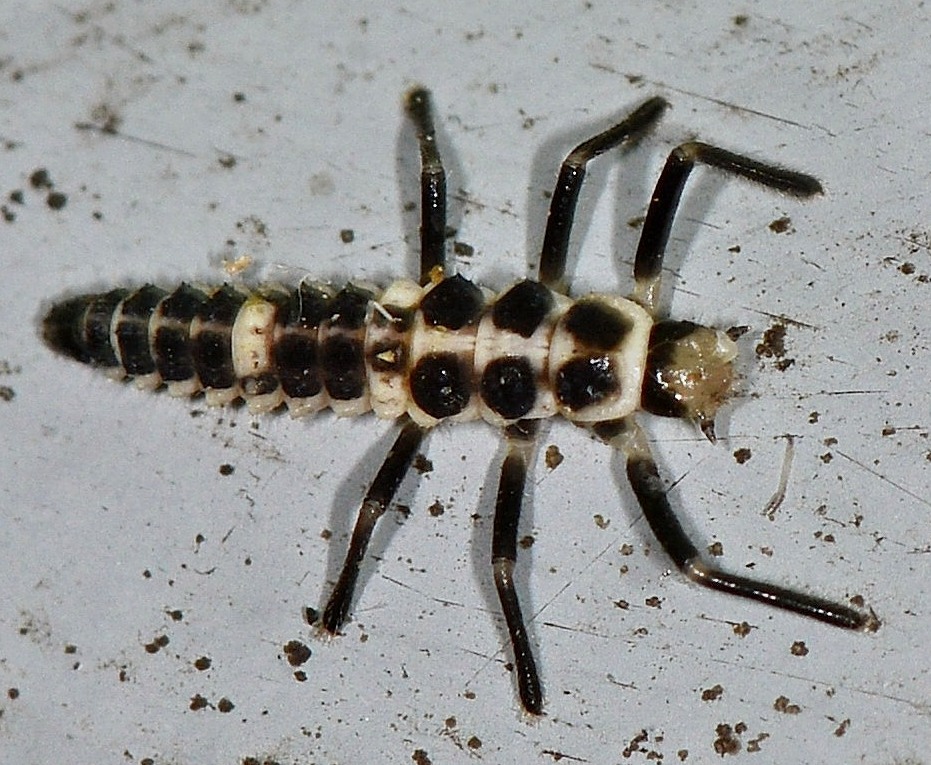 larva Coccinellidae