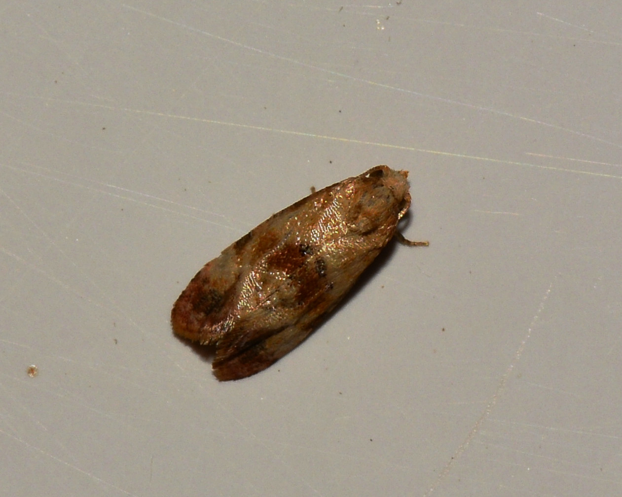 Tortricidae, Cochylis sannitica (cfr)