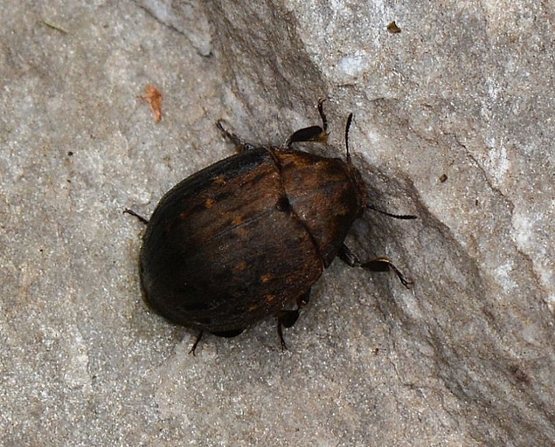 Byrrhidae: Byrrhus sp.