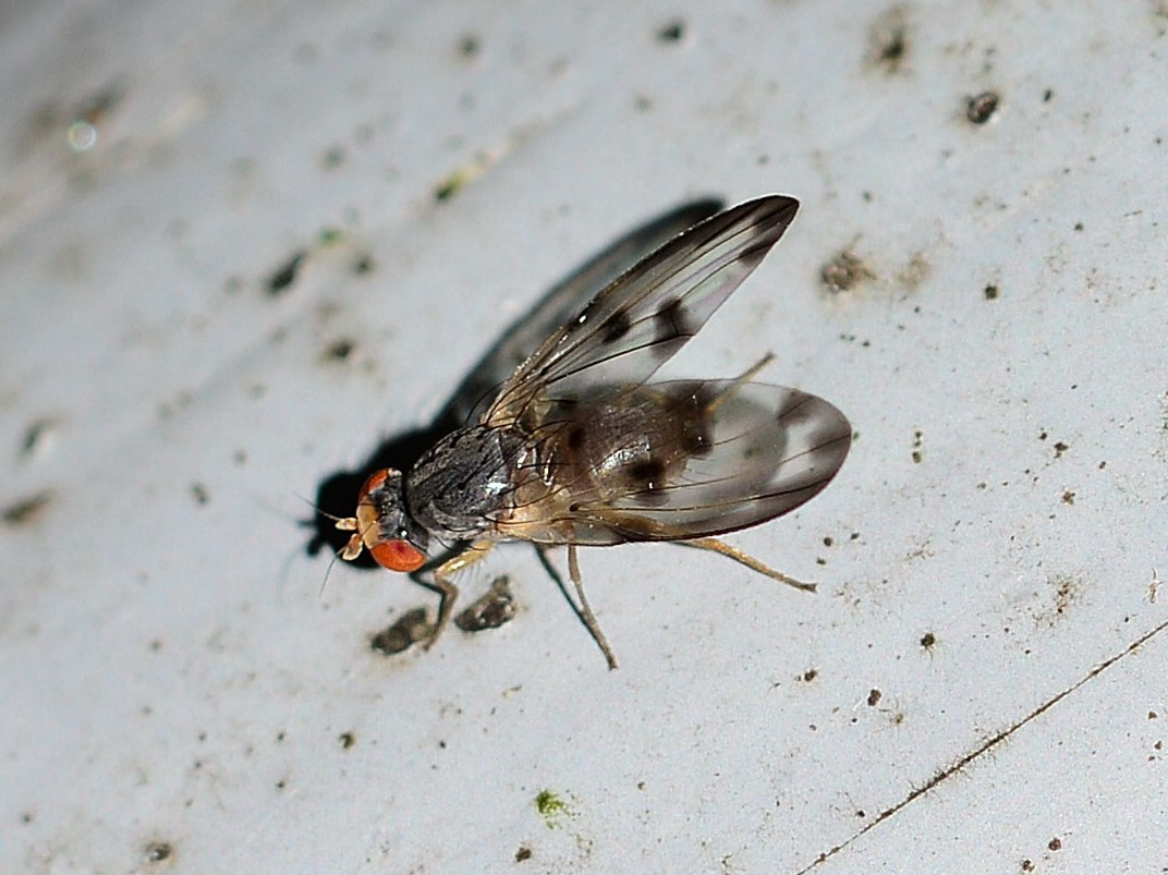 ali macchiate:  Palloptera umbellatarum (Pallopteridae), maschio