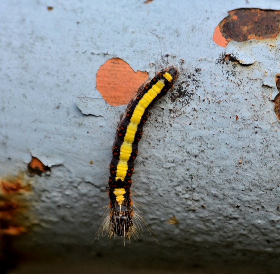 Larva vistosa - Acronicta (Triaena) psi, Noctuidae