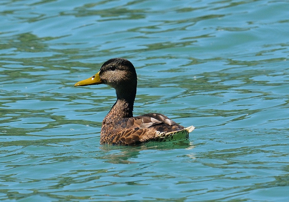 Anatidae: maschio di Germano reale 