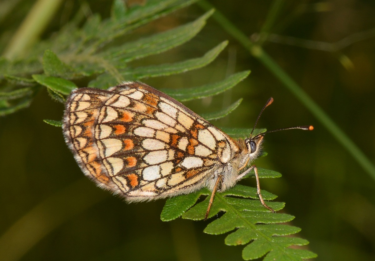 Melitaea? S, Melitaea diamina, Nymphalidae