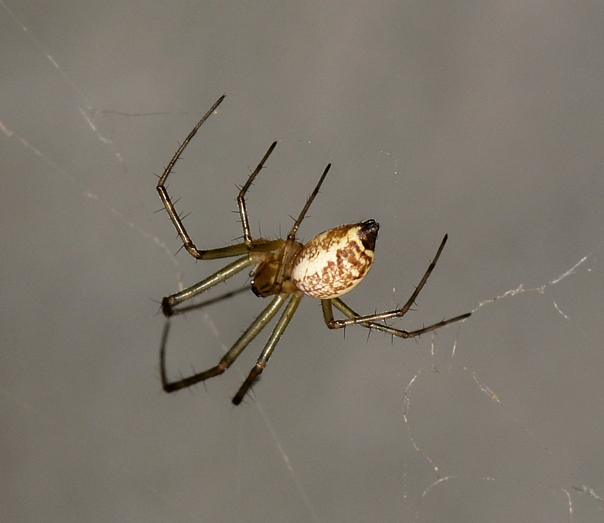 Linyphiidae: cfr. Linyphia sp.  - Bannio Anzino  (VB)