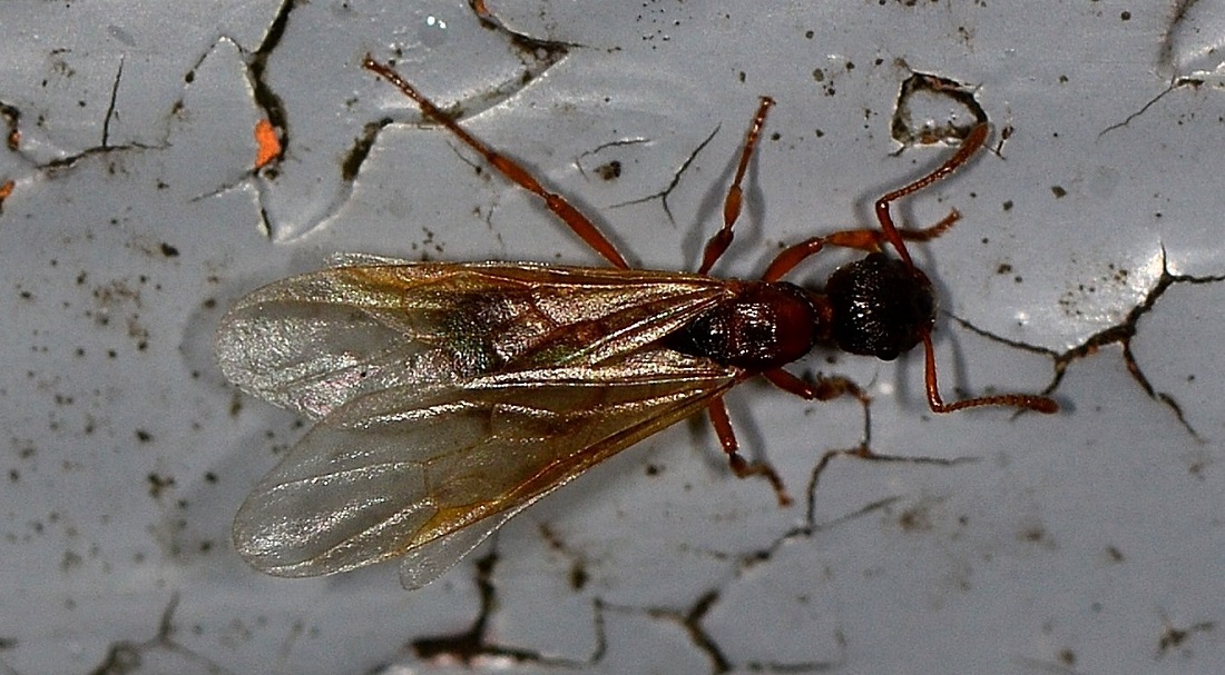 formica alata