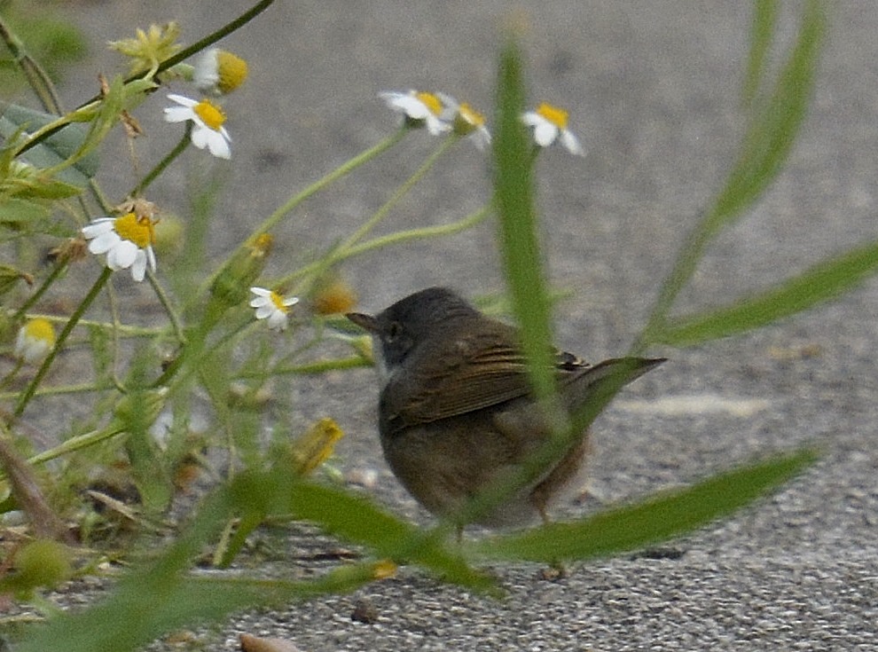 Piccolo passeraceo