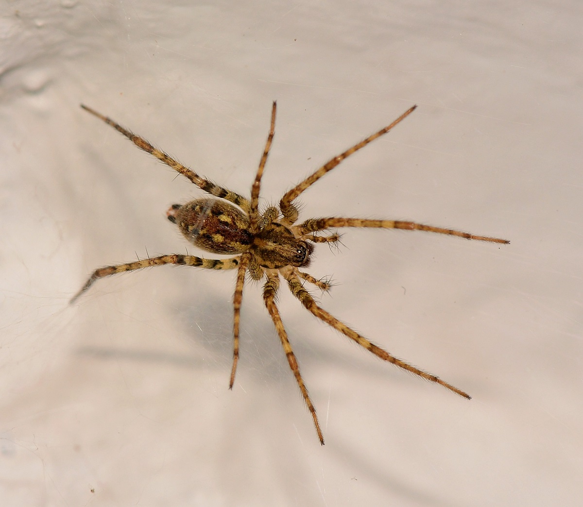 Agelenidae?  S,  Tegenaria sp. - Bannio Anzino (VB)