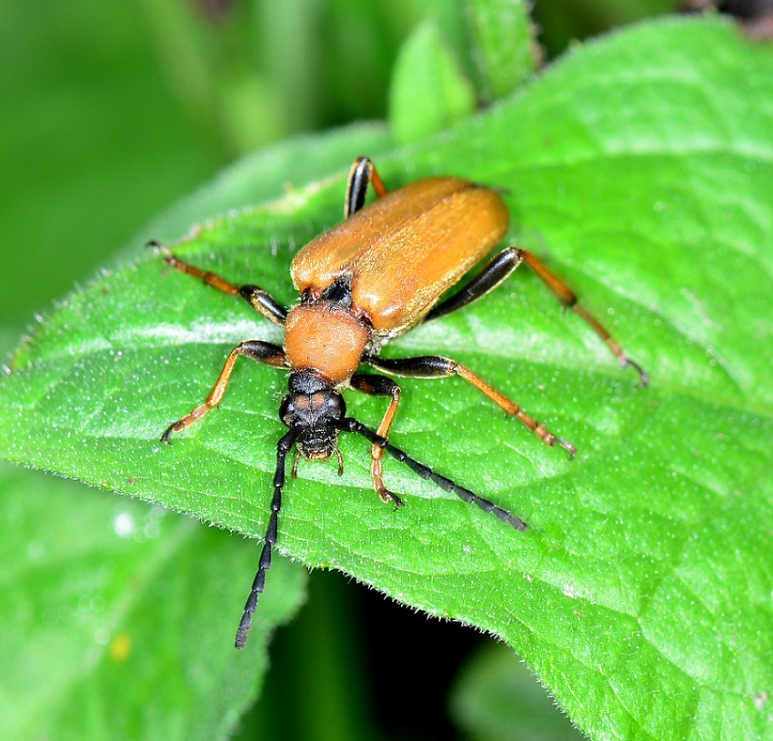 Cerambycidae:   Stictoleptura rubra, femmina