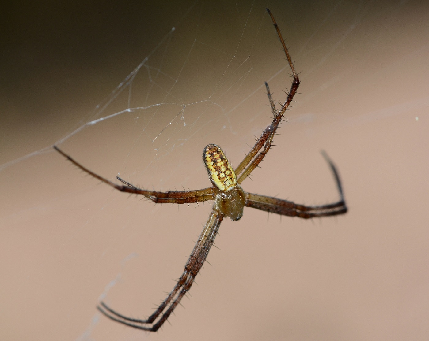 Maschio di Argiope bruennichi - Marina di Arbus (VS)