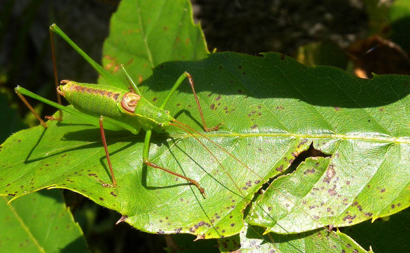 Leptophyes