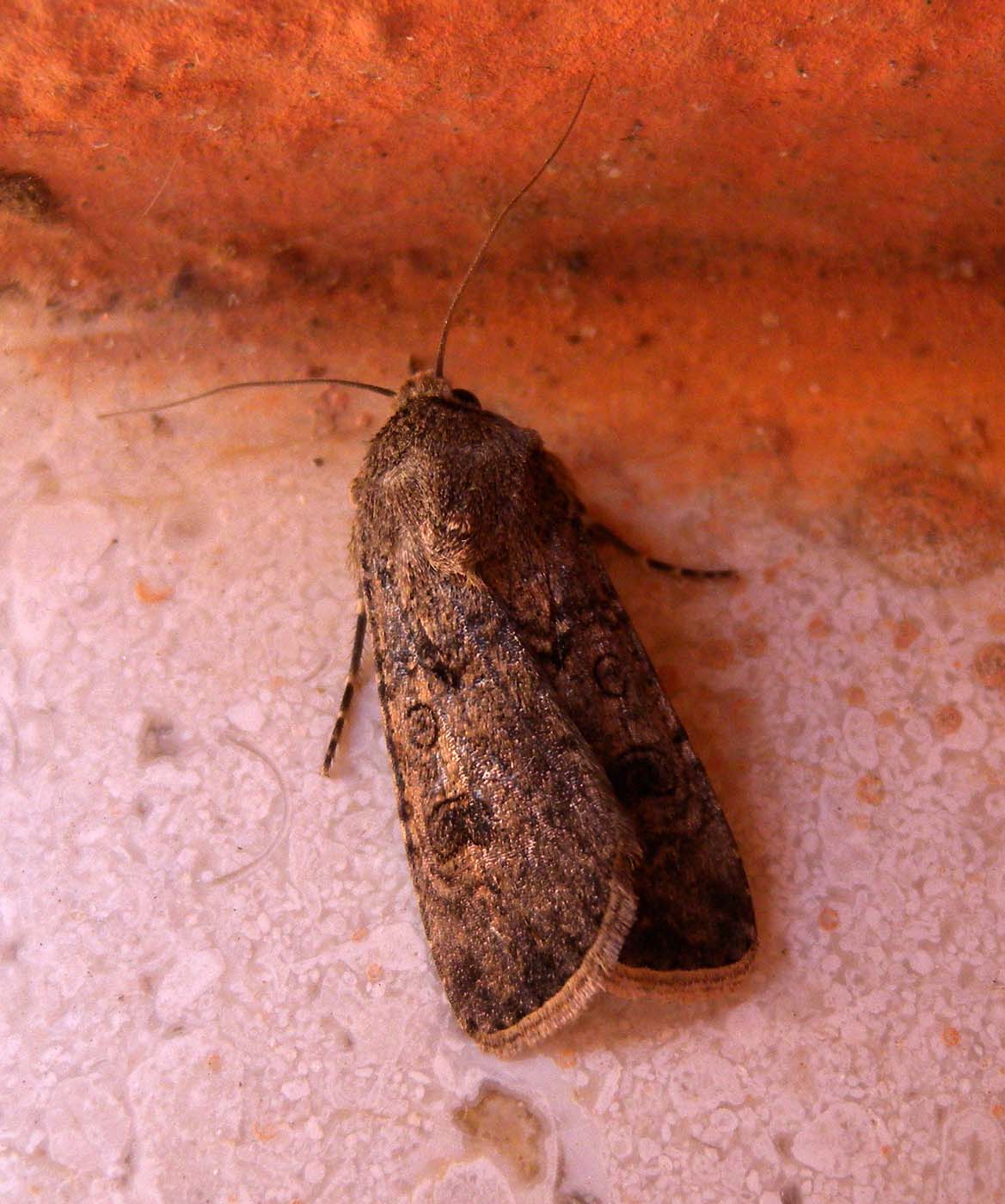 Noctuidae sardo