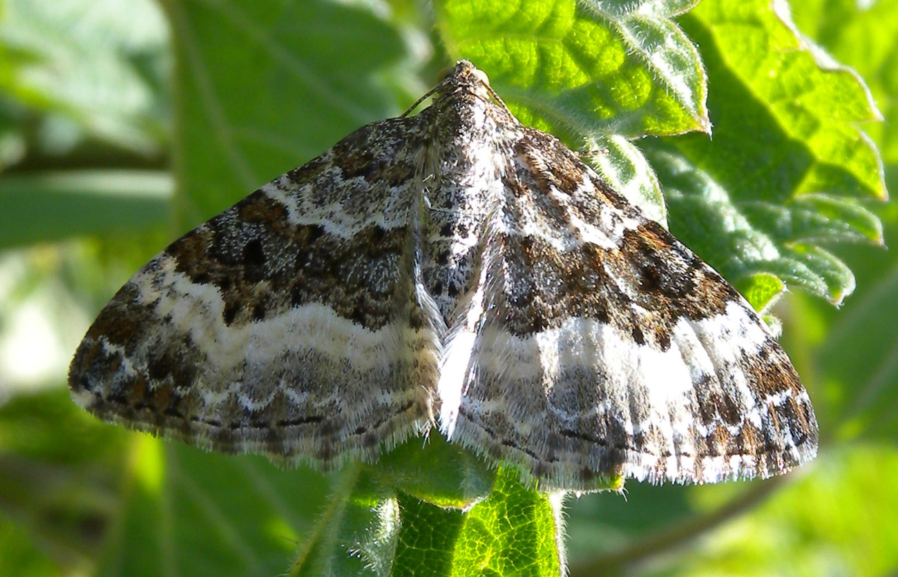 Xanthorhoe biriviata?  No,  Epirrhoe alternata