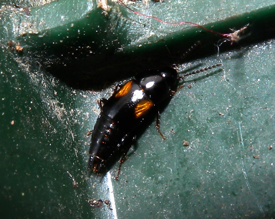 Staphylinidae - Tachinus sp.
