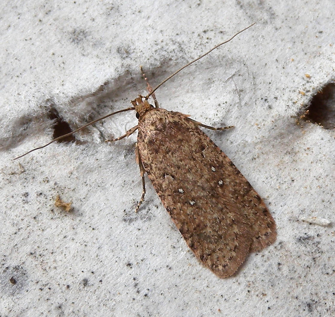 Agonopterix heracliana o ciliella....